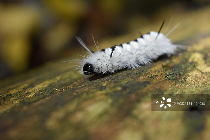 树上毛毛虫的特写图片素材