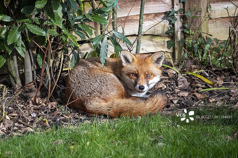 狐狸坐在英国法恩伯勒的草地上图片素材