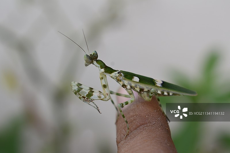蚱蜢在植物上的特写镜头图片素材