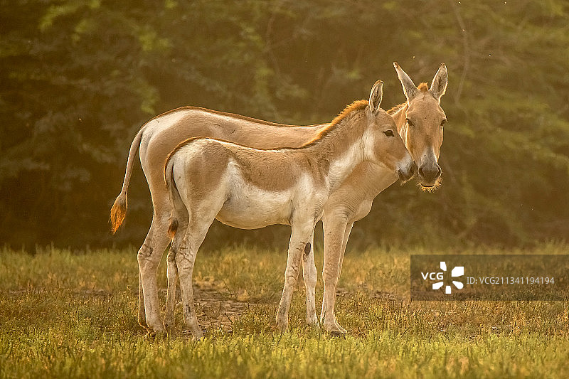 年轻狮子站在草地上的侧视图图片素材