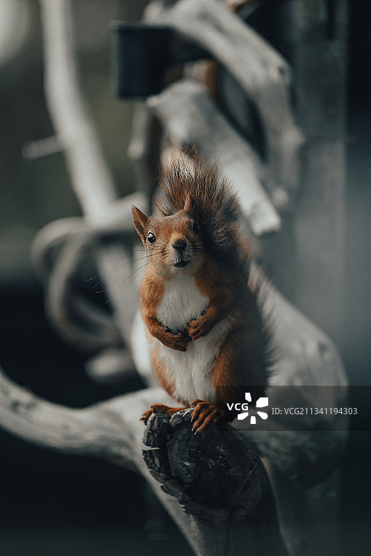 挪威栏杆上的灰松鼠特写图片素材