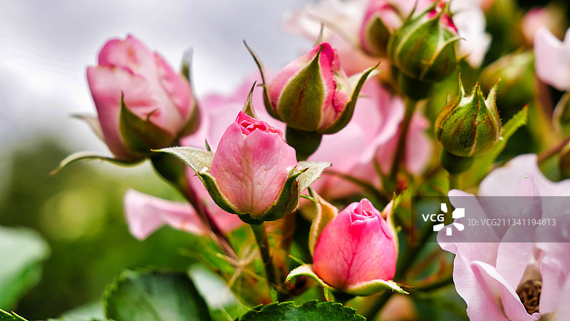粉红色开花植物的特写图片素材