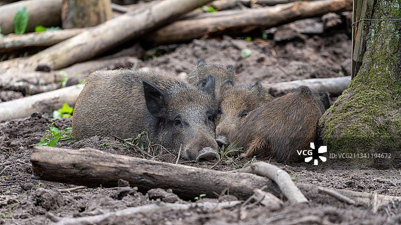树干上睡觉的考拉特写图片素材