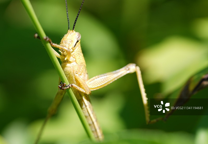 植物上的蚱蜢特写，印度尼西亚图片素材