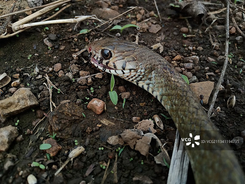 田野上草水蛇的高角度视图图片素材