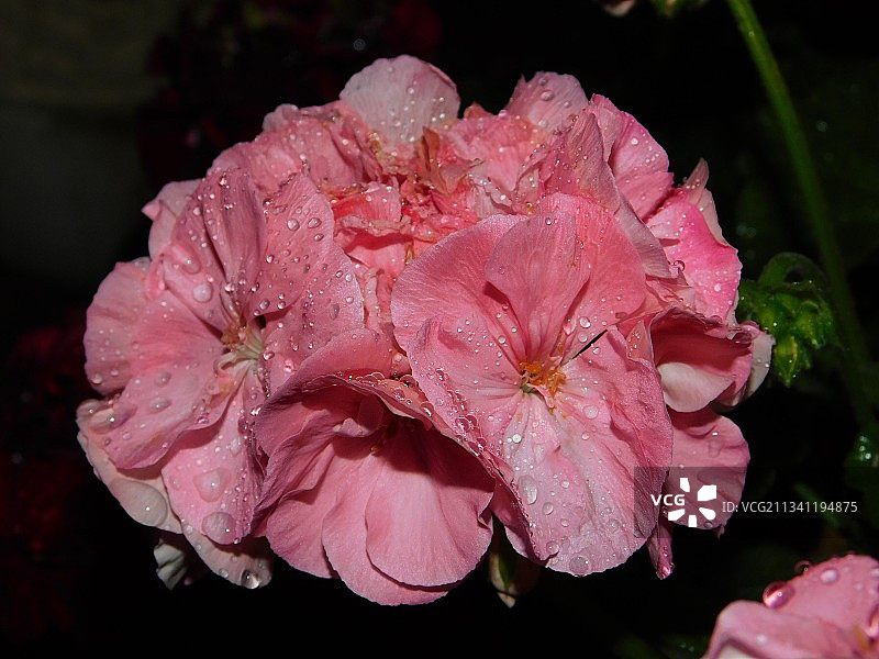 美国亚利桑那州菲尼克斯的湿粉色玫瑰花特写图片素材