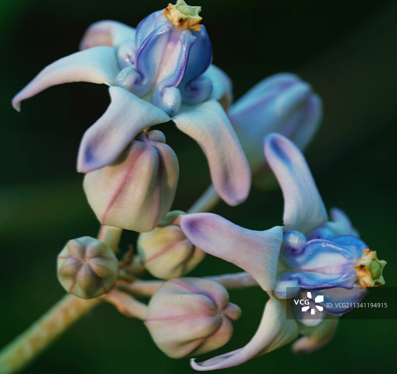 紫色开花植物的特写图片素材