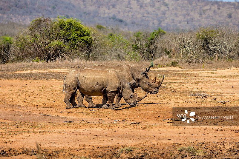 站在田野里的白色犀牛侧视图图片素材