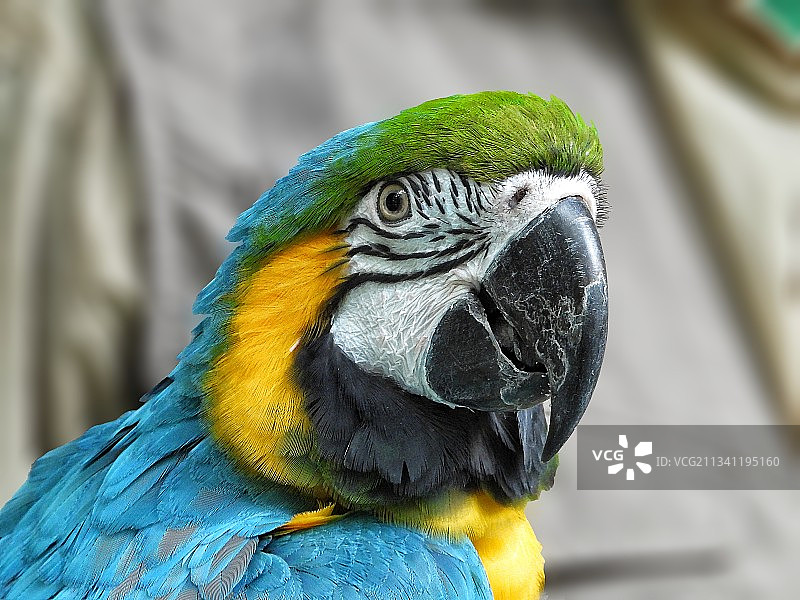 金色和蓝色金刚鹦鹉的特写图片素材