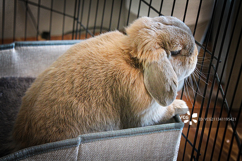 笼子里的猴子特写图片素材