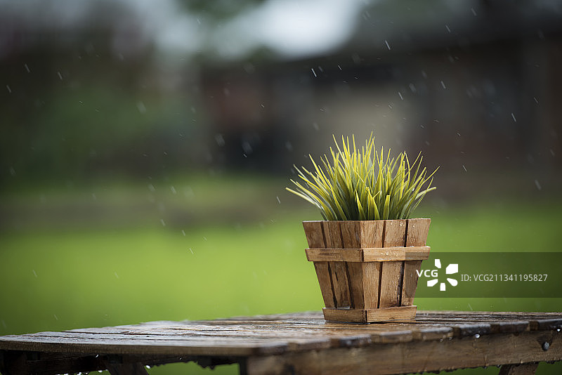 桌上盆栽植物特写图片素材