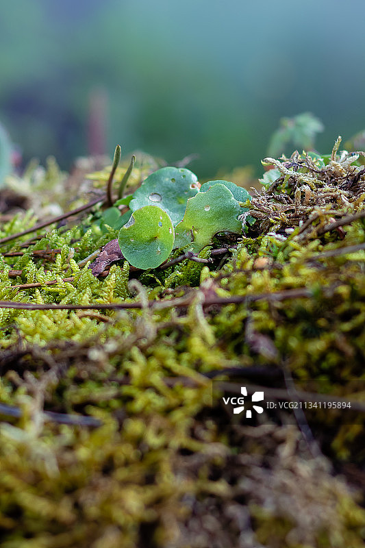 葡萄牙维塞乌，田野上苔藓生长的特写图片素材