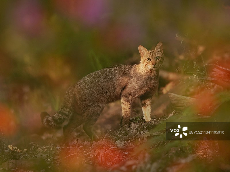 法国，田野里站立的狐狸的侧视图图片素材