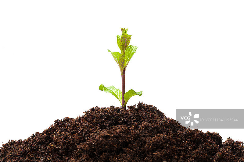 白色背景上的小植物特写图片素材