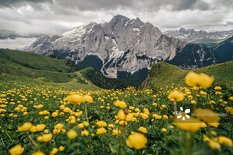 意大利马尔莫拉达黄色植物田野风光图片素材