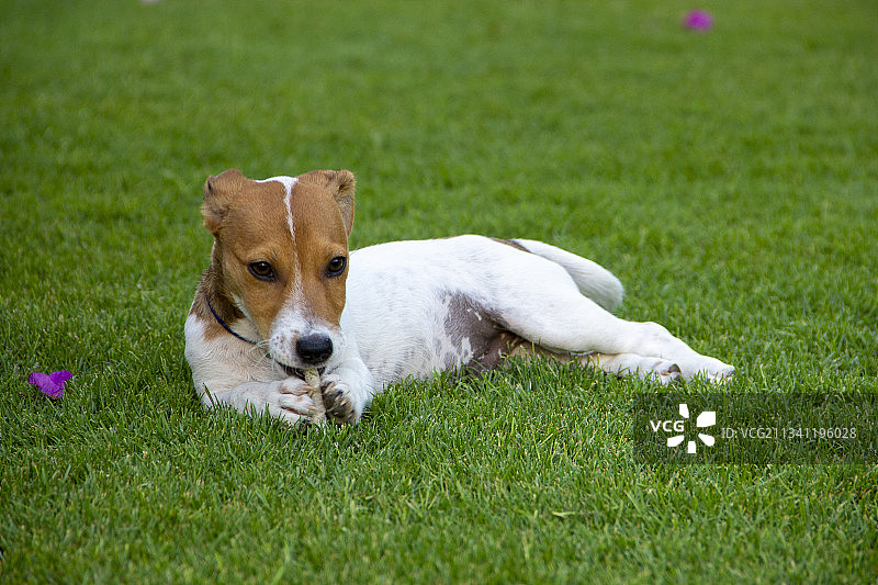 躺在草地上的梗犬图片素材