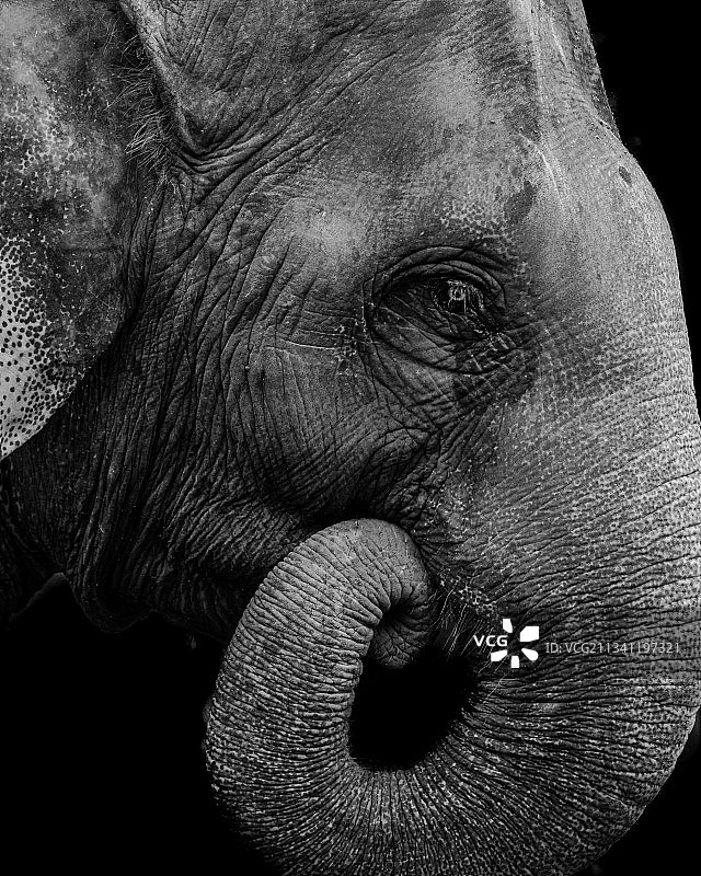 非洲象特写图片素材