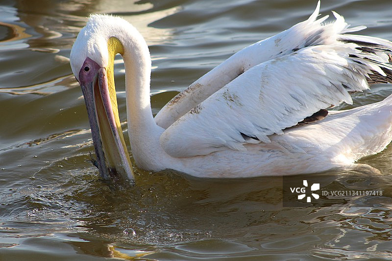 天鹅在湖里游泳的特写镜头图片素材