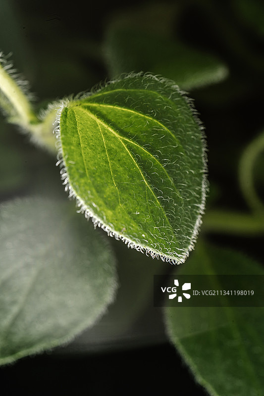 绿叶的特写图片素材