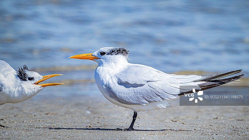 栖息在海滩岸边的鸟类特写，美国佛罗里达州塔彭斯普林斯图片素材
