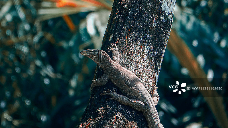 树干上的鬣蜥特写图片素材