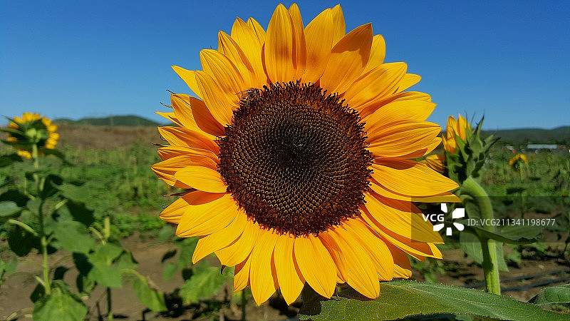 田野上以天空为背景的向日葵特写图片素材