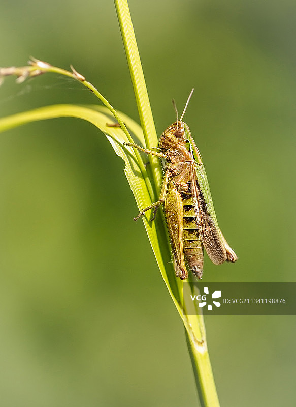 英国植物上的昆虫特写图片素材