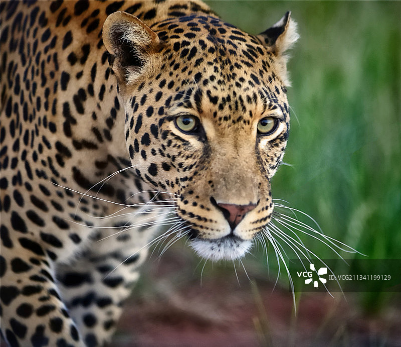 豹子特写肖像图片素材