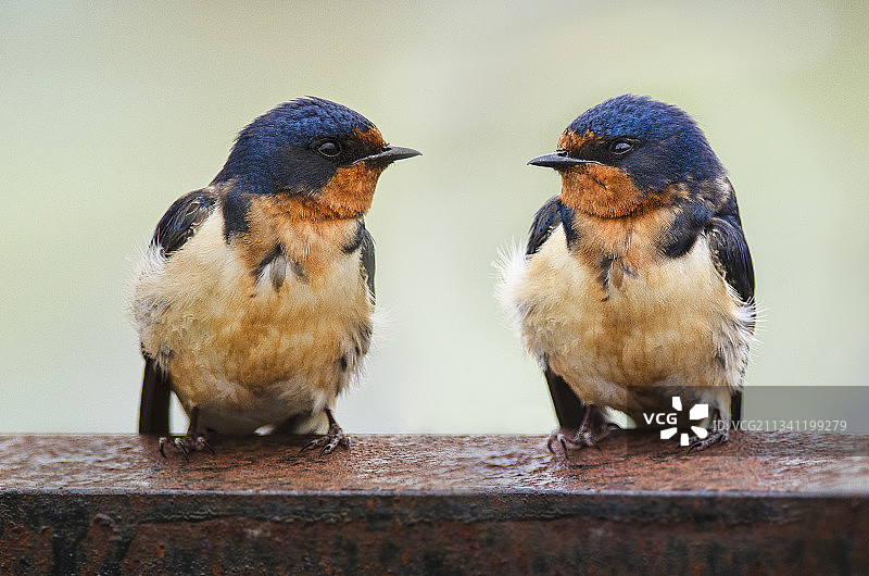 栖息在挡土墙上的鸟儿特写，汉密尔顿，安大略省，加拿大图片素材