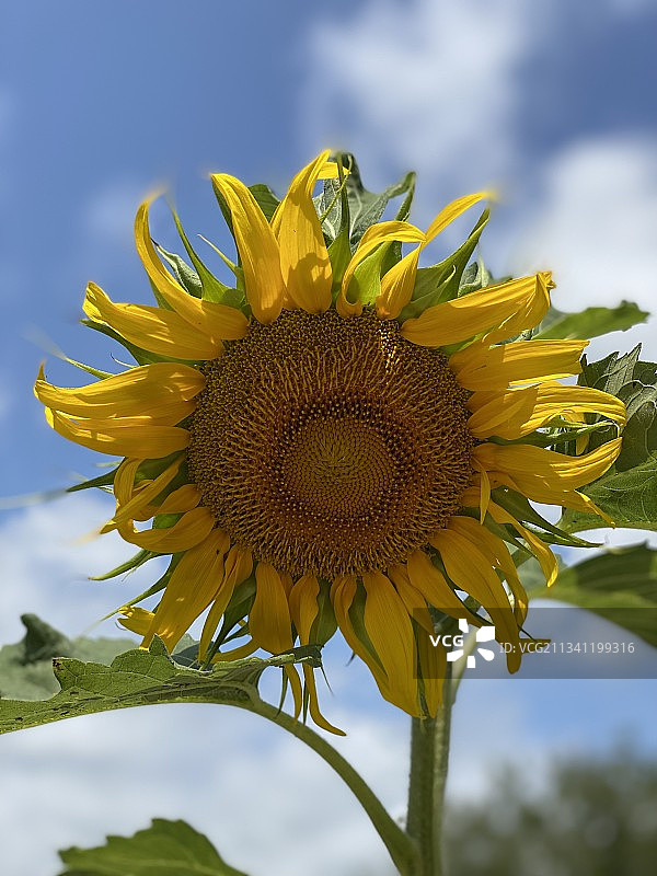向日葵在天空中的特写图片素材