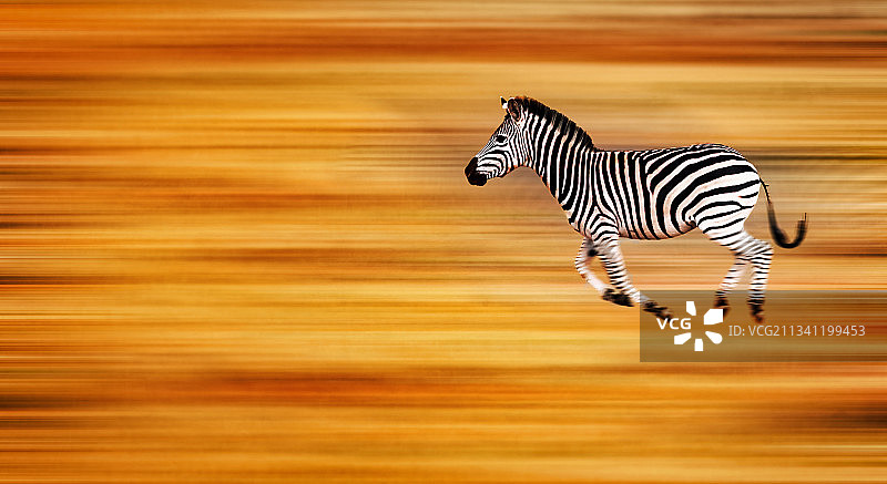 斑马在人行横道上奔跑的侧视图图片素材