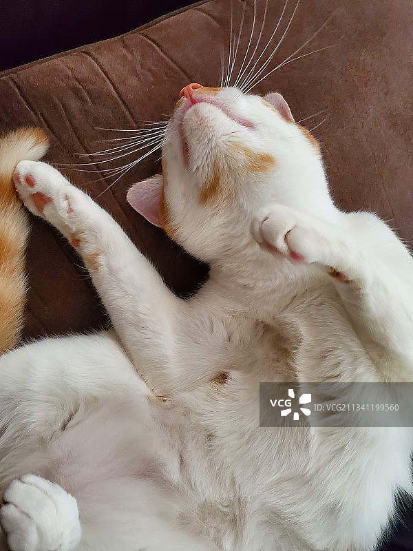 睡觉的猫的俯视图图片素材