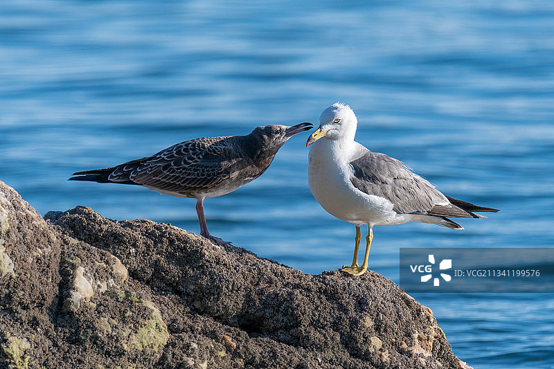 黑尾鸥母子图片素材
