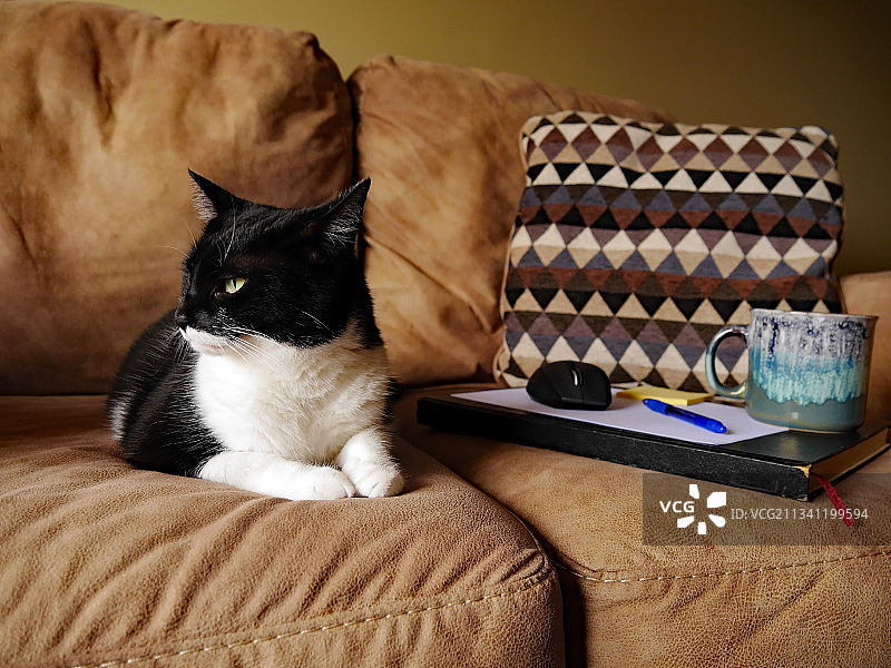 在家居沙发上坐着的猫咪特写，加拿大安大略省伦弗鲁图片素材