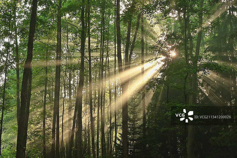 捷克共和国森林中的树木图片素材