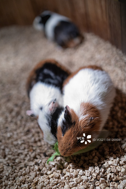 熟睡的小狗特写图片素材