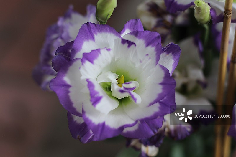 紫色开花植物的特写图片素材