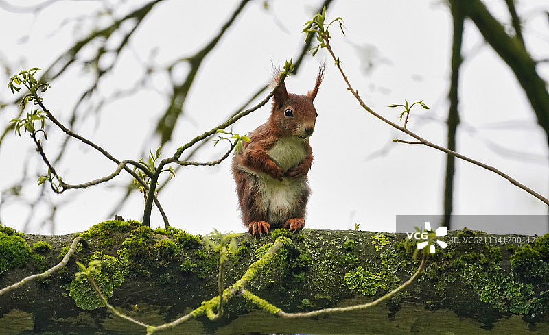 仰视角度拍摄的树上的灰松鼠图片素材