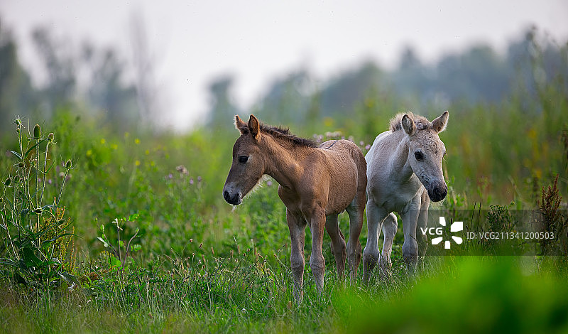 荷兰莱利斯塔德田野上的两只鹿图片素材