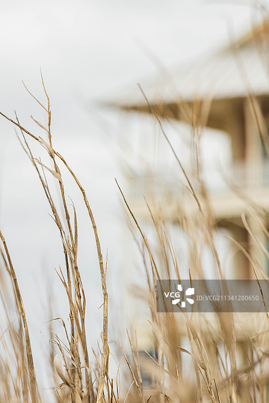 美国德克萨斯州加尔维斯顿，田野里生长的小麦特写图片素材