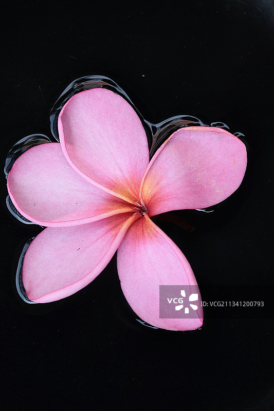 黑色背景下的粉色花朵特写，印度尼西亚西爪哇图片素材