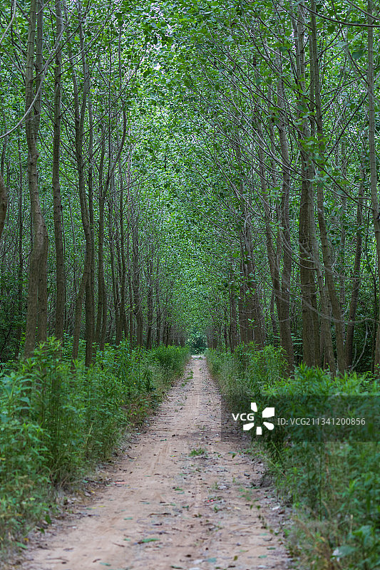 林间小路图片素材