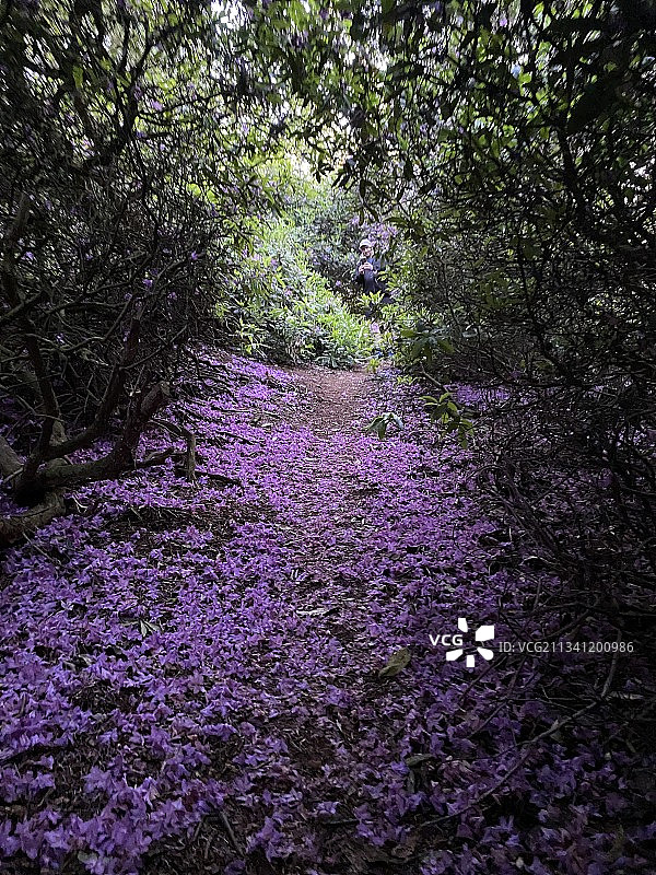 公园里的紫色开花植物图片素材