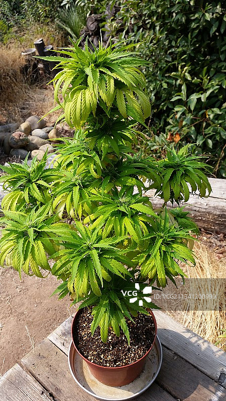 桌子上的盆栽高角度景观图片素材