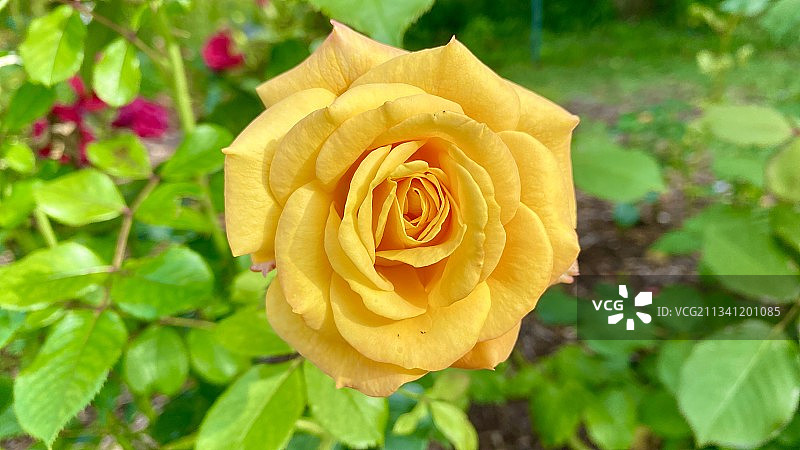 黄色玫瑰特写，法国塔朗斯图片素材