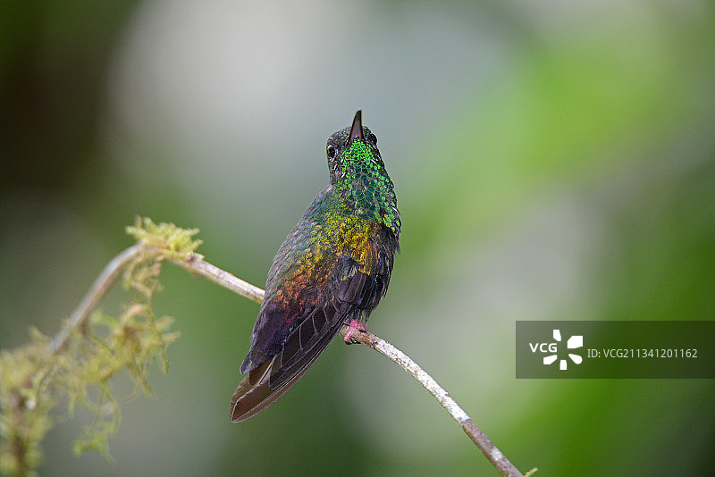 蜂雀栖息在植物上的特写，瓜皮莱斯，哥斯达黎加图片素材