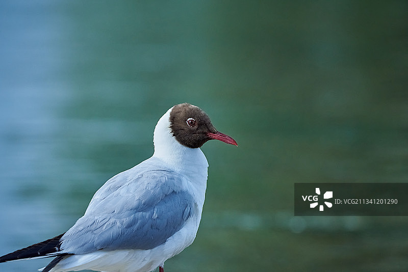 水鸟栖息在湖上的特写，英国北安普顿图片素材
