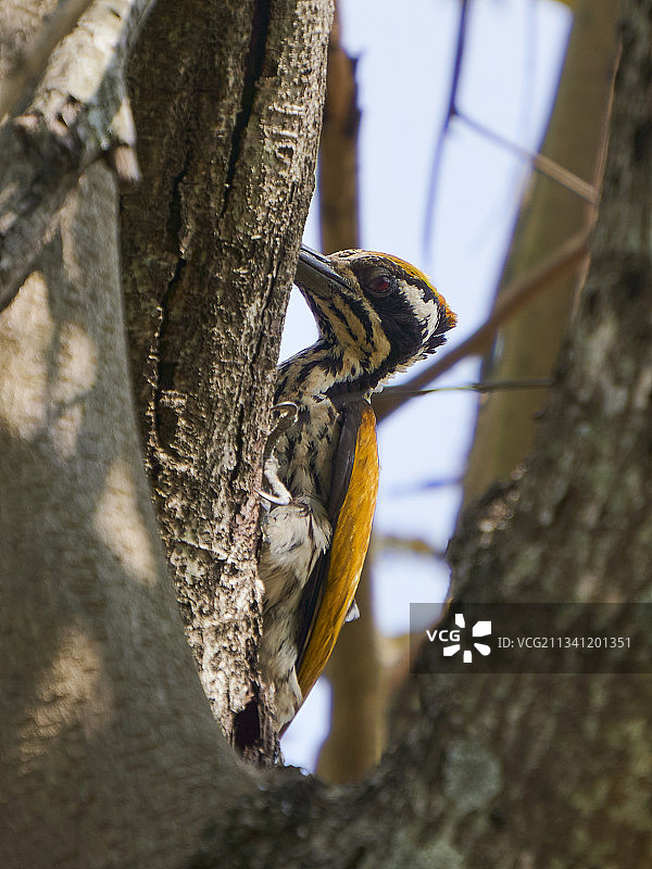印度卡纳塔克邦班加罗尔树干上的蜥蜴特写图片素材