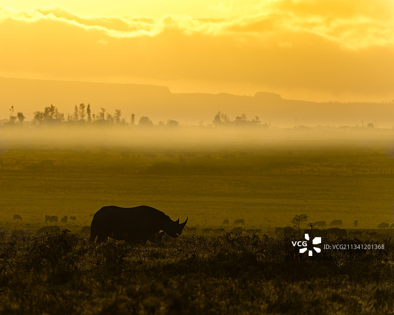 日落时分马在田野里吃草的剪影图片素材