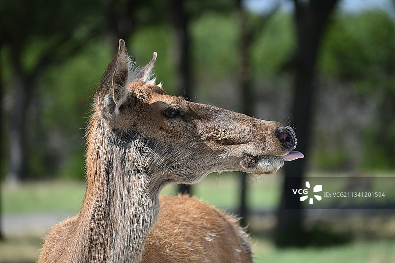 鹿回头看，美国德克萨斯州格伦罗斯的特写图片素材